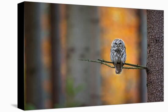 Tawny Owl-Milan Zygmunt-Stretched Canvas