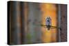 Tawny Owl-Milan Zygmunt-Stretched Canvas