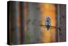 Tawny Owl-Milan Zygmunt-Stretched Canvas