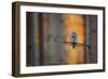 Tawny Owl-Milan Zygmunt-Framed Photographic Print