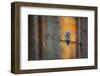 Tawny Owl-Milan Zygmunt-Framed Photographic Print