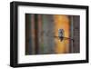 Tawny Owl-Milan Zygmunt-Framed Photographic Print