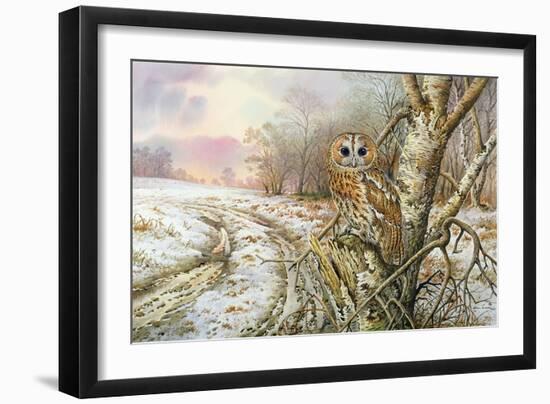 Tawny Owl-Carl Donner-Framed Giclee Print