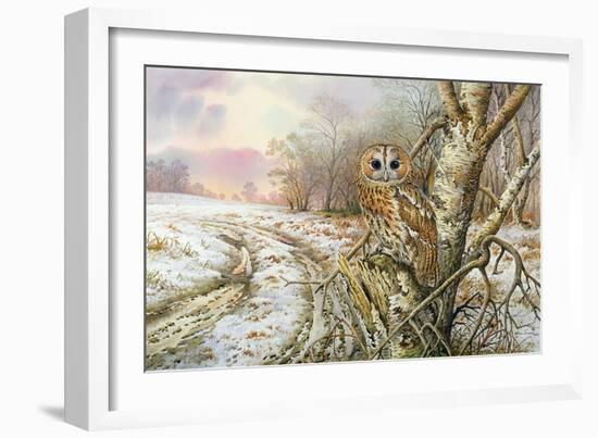 Tawny Owl-Carl Donner-Framed Giclee Print