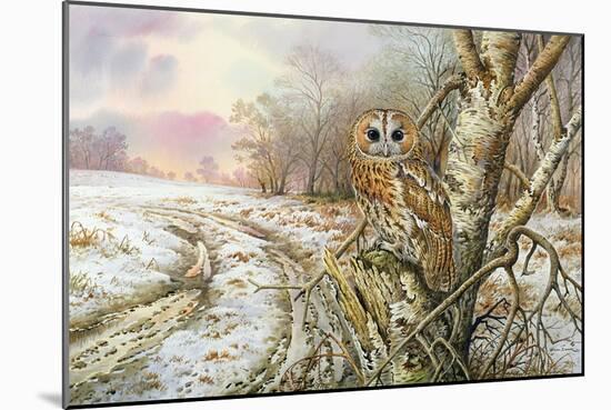 Tawny Owl-Carl Donner-Mounted Giclee Print