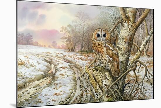 Tawny Owl-Carl Donner-Mounted Premium Giclee Print