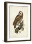 Tawny Owl-John Selby-Framed Art Print