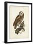 Tawny Owl-John Selby-Framed Art Print