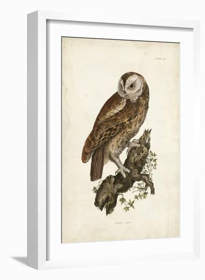 Tawny Owl-John Selby-Framed Art Print