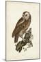 Tawny Owl-John Selby-Mounted Art Print