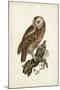 Tawny Owl-John Selby-Mounted Art Print