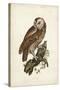 Tawny Owl-John Selby-Stretched Canvas