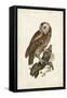 Tawny Owl-John Selby-Framed Stretched Canvas