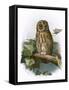 Tawny Owl-English-Framed Stretched Canvas