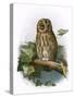 Tawny Owl-English-Stretched Canvas