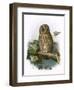 Tawny Owl-English-Framed Giclee Print