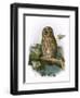 Tawny Owl-English-Framed Giclee Print