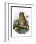 Tawny Owl-English-Framed Giclee Print