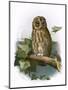 Tawny Owl-English-Mounted Giclee Print