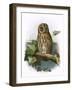 Tawny Owl-English-Framed Giclee Print