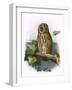 Tawny Owl-English-Framed Giclee Print