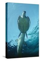 Tawny Shark Attacking Turtle-null-Stretched Canvas