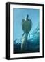 Tawny Shark Attacking Turtle-null-Framed Photographic Print