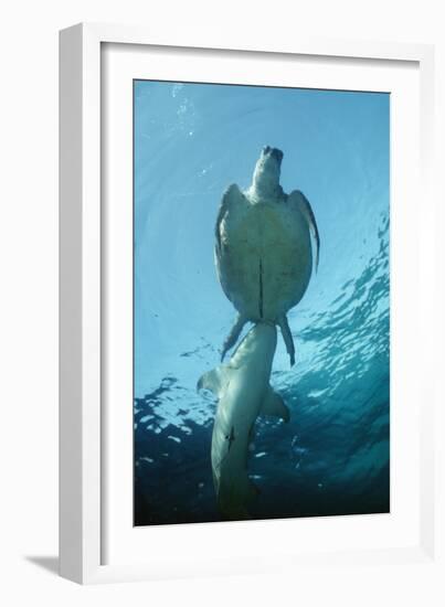 Tawny Shark Attacking Turtle-null-Framed Photographic Print