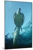 Tawny Shark Attacking Turtle-null-Mounted Photographic Print