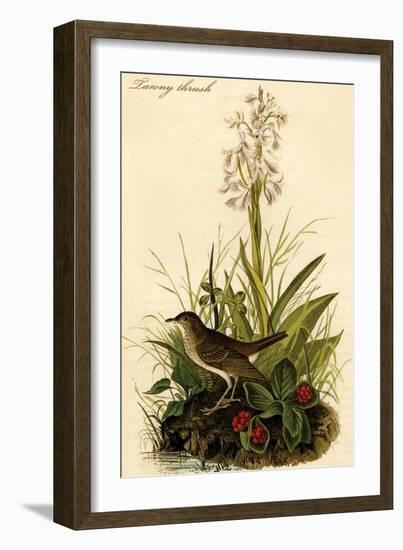 Tawny Thrush-John James Audubon-Framed Art Print