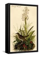 Tawny Thrush-John James Audubon-Framed Stretched Canvas