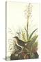 Tawny Thrush-John James Audubon-Stretched Canvas