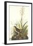 Tawny Thrush-John James Audubon-Framed Art Print