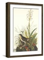 Tawny Thrush-John James Audubon-Framed Art Print