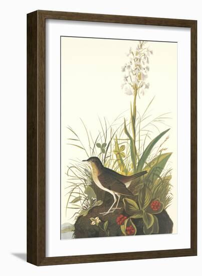 Tawny Thrush-John James Audubon-Framed Art Print