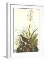 Tawny Thrush-John James Audubon-Framed Art Print