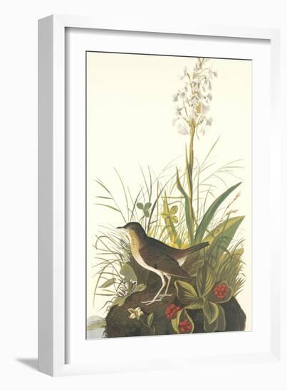 Tawny Thrush-John James Audubon-Framed Art Print