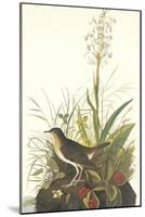 Tawny Thrush-John James Audubon-Mounted Art Print