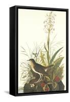 Tawny Thrush-John James Audubon-Framed Stretched Canvas