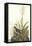 Tawny Thrush-John James Audubon-Framed Stretched Canvas