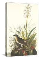 Tawny Thrush-John James Audubon-Stretched Canvas