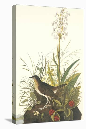 Tawny Thrush-John James Audubon-Stretched Canvas