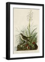 Tawny Thrush-null-Framed Giclee Print