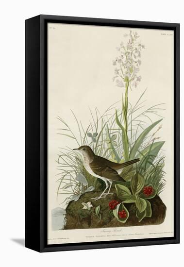 Tawny Thrush-null-Framed Stretched Canvas