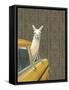 Taxi Llama-Jason Ratliff-Framed Stretched Canvas