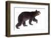 Taxidermy of a North American Black Bear Isolated on White-photographhunter-Framed Photographic Print