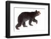 Taxidermy of a North American Black Bear Isolated on White-photographhunter-Framed Photographic Print