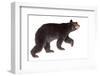 Taxidermy of a North American Black Bear Isolated on White-photographhunter-Framed Photographic Print