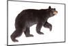 Taxidermy of a North American Black Bear Isolated on White-photographhunter-Mounted Photographic Print