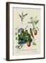 Taylor Birds and Fruit Bearing Convolvuls-J. Forbes-Framed Art Print